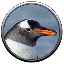 Папуанский пингвин