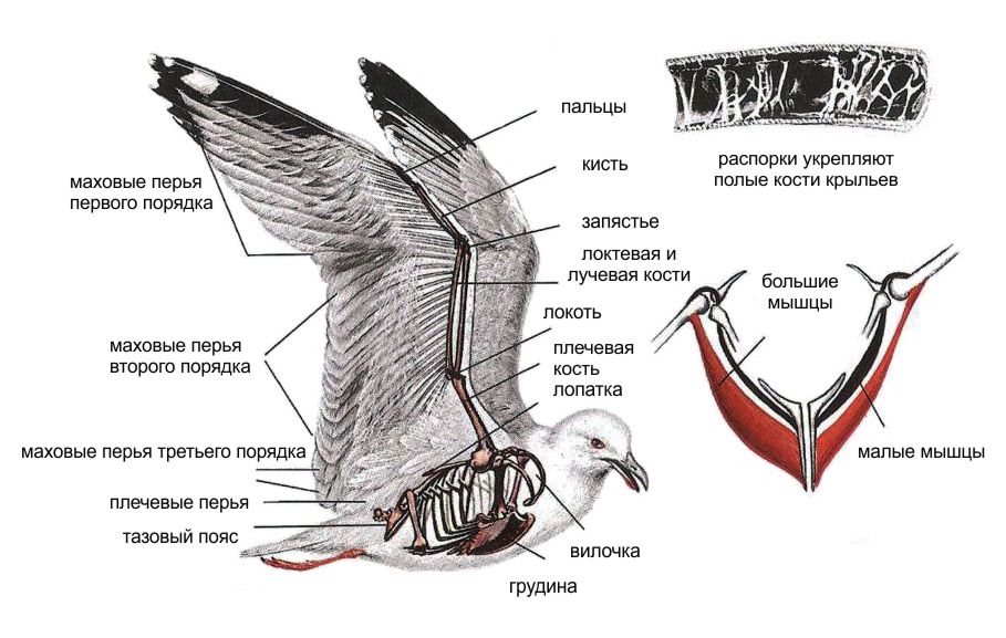 Схема строения крыльев у птицы