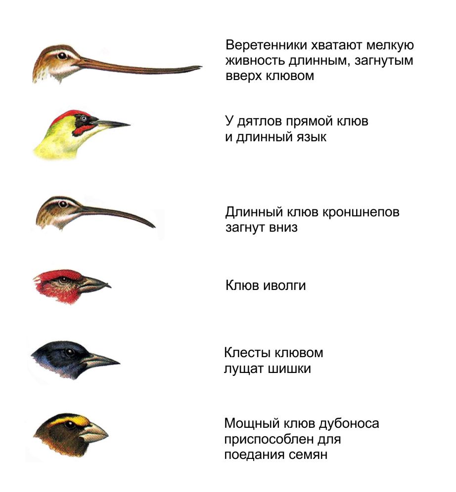 Разные формы клюва птиц