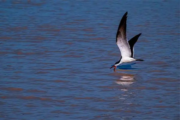 Водорез добывает пищу, фото