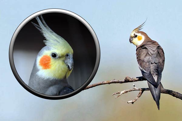 Корелла, виды и описание попугаев