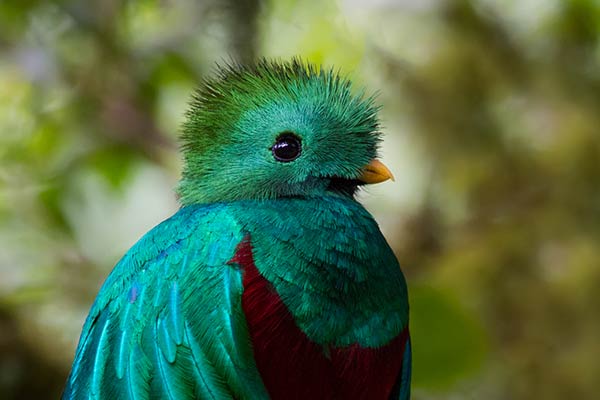 Птица квезаль-символ Гватемалы