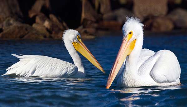 Красноклювый пеликан - отряд веслоногие, мир птиц