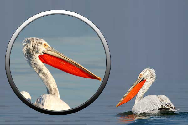 Кудрявый пеликан - отряд веслоногие