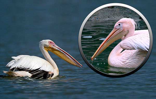 Розовый пеликан - отряд веслоногие