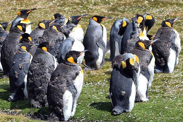 Линька пингвинов