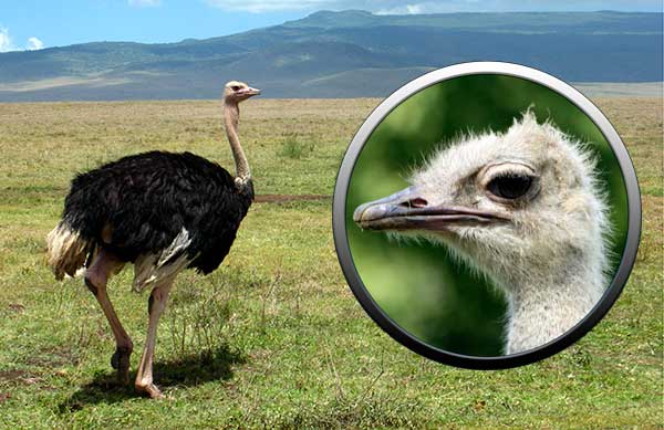 мир птиц, африканский страус