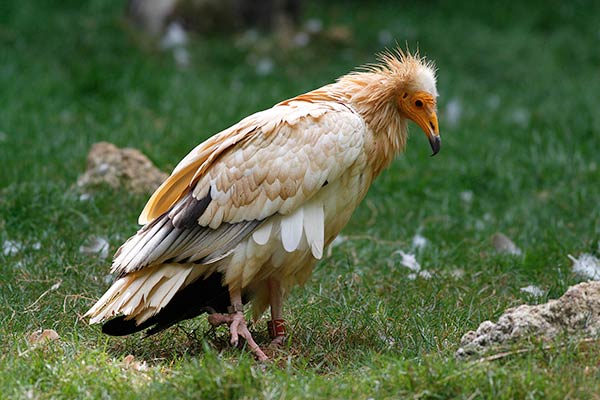 Хищная птица стервятник - семейство ястребиные